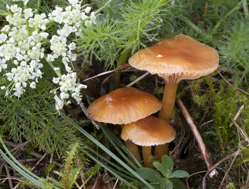 Hygrocybe laeta